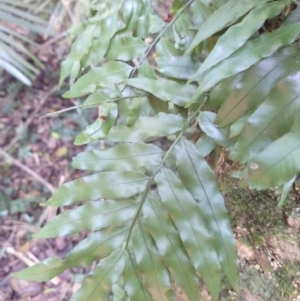 Arthropteris tenella at Mungo Brush, NSW - 9 Dec 2021