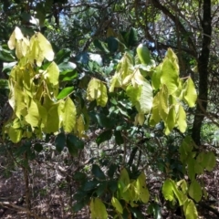 Arytera divaricata (Coogera) at Myall Lakes National Park - 9 Dec 2021 by LyndalT