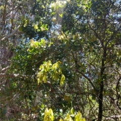 Arytera divaricata at Mungo Brush, NSW - 9 Dec 2021