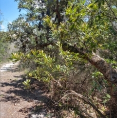 Banksia serrata (Saw Banksia) at Myall Lakes National Park - 9 Dec 2021 by LyndalT