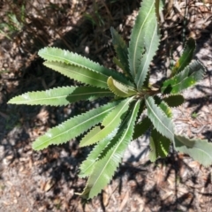 Banksia serrata at Mungo Brush, NSW - 9 Dec 2021 11:59 AM