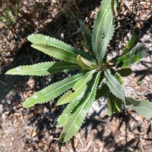 Banksia serrata at Mungo Brush, NSW - 9 Dec 2021 11:59 AM