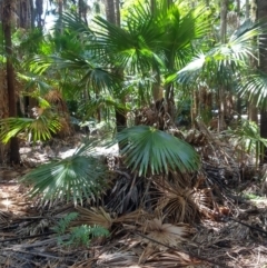 Livistona australis (Australian Cabbage Palm) at Mungo Brush, NSW - 9 Dec 2021 by LyndalT