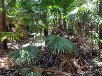Livistona australis (Australian Cabbage Palm) at Mungo Brush, NSW - 9 Dec 2021 by LyndalT