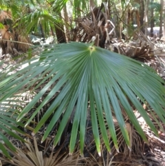 Livistona australis at Mungo Brush, NSW - suppressed