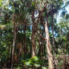 Melaleuca quinquenervia (Paperbark Tea Tree, Broad-Leaved Paperbark) at Myall Lakes National Park - 9 Dec 2021 by LyndalT