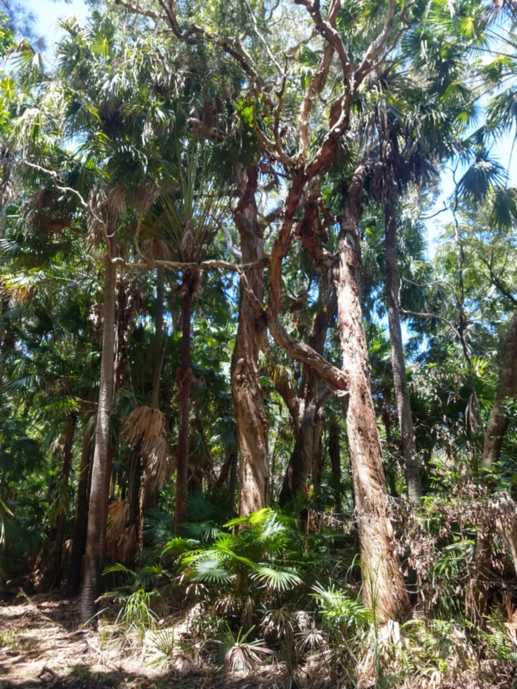 Melaleuca quinquenervia at Mungo Brush, NSW - 9 Dec 2021