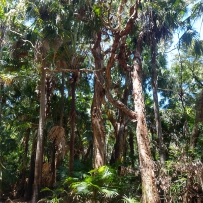 Melaleuca quinquenervia (Paperbark Tea Tree, Broad-Leaved Paperbark) at Mungo Brush, NSW - 9 Dec 2021 by LyndalT