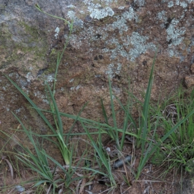 Dianella sp. aff. longifolia (Benambra) (Pale Flax Lily, Blue Flax Lily) at Tuggeranong Creek to Monash Grassland - 8 Dec 2021 by AndyRoo