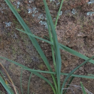 Dianella sp. aff. longifolia (Benambra) at Monash, ACT - 8 Dec 2021
