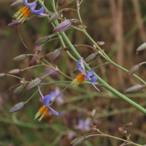 Dianella sp. aff. longifolia (Benambra) at Monash, ACT - 8 Dec 2021 06:23 PM