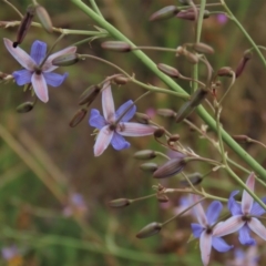 Dianella sp. aff. longifolia (Benambra) at Monash, ACT - 8 Dec 2021 06:23 PM