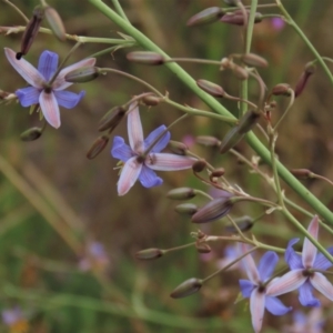 Dianella sp. aff. longifolia (Benambra) at Monash, ACT - 8 Dec 2021