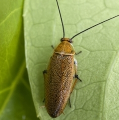 Ellipsidion humerale (Common Ellipsidion) at QPRC LGA - 9 Dec 2021 by Steve_Bok