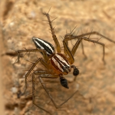Oxyopes sp. (genus) (Lynx spider) at Jerrabomberra, NSW - 9 Dec 2021 by Steve_Bok