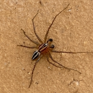 Oxyopes sp. (genus) at Jerrabomberra, NSW - suppressed