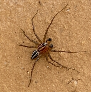 Oxyopes sp. (genus) at Jerrabomberra, NSW - 9 Dec 2021