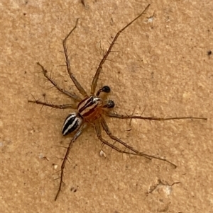 Oxyopes sp. (genus) at Jerrabomberra, NSW - suppressed