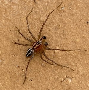 Oxyopes sp. (genus) at Jerrabomberra, NSW - 9 Dec 2021