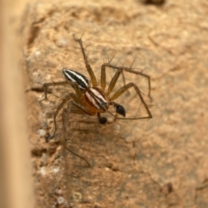 Oxyopes sp. (genus) at Jerrabomberra, NSW - suppressed