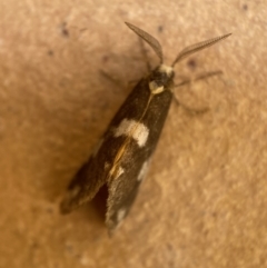 Anestia (genus) (A tiger moth) at Jerrabomberra, NSW - 9 Dec 2021 by Steve_Bok