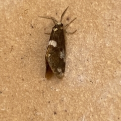 Anestia (genus) at Jerrabomberra, NSW - 9 Dec 2021