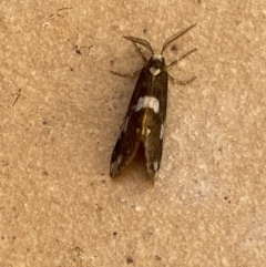 Anestia (genus) at Jerrabomberra, NSW - 9 Dec 2021