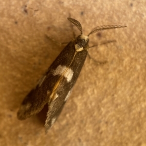 Anestia (genus) at Jerrabomberra, NSW - 9 Dec 2021