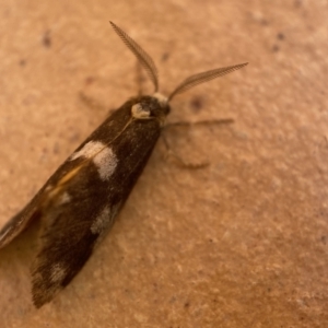 Anestia (genus) at Jerrabomberra, NSW - 9 Dec 2021