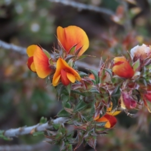 Pultenaea procumbens at Monash, ACT - 3 Nov 2021