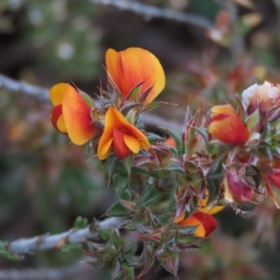 Pultenaea procumbens (Bush Pea) at Tuggeranong Creek to Monash Grassland - 3 Nov 2021 by AndyRoo