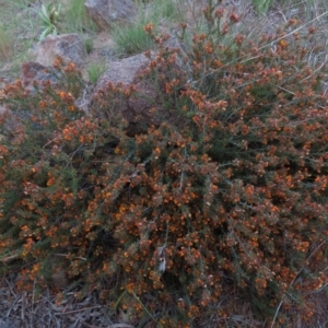 Pultenaea procumbens at Monash, ACT - 3 Nov 2021 06:55 PM