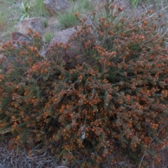 Pultenaea procumbens at Monash, ACT - 3 Nov 2021