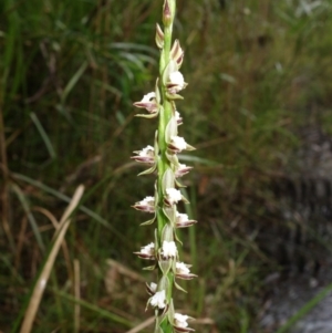 Prasophyllum australe at Huskisson, NSW - suppressed