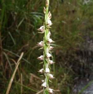 Prasophyllum australe at Huskisson, NSW - suppressed