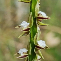 Prasophyllum australe at Huskisson, NSW - suppressed