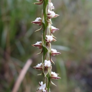 Prasophyllum australe at Huskisson, NSW - suppressed