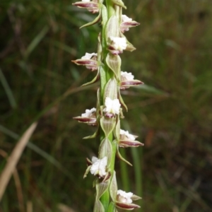 Prasophyllum australe at Huskisson, NSW - suppressed