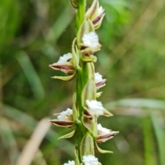 Prasophyllum australe at Huskisson, NSW - suppressed