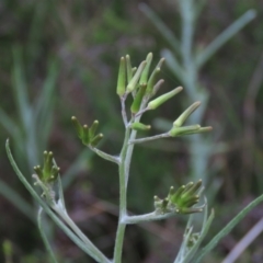 Senecio quadridentatus (Cotton Fireweed) at Tuggeranong Creek to Monash Grassland - 3 Nov 2021 by AndyRoo