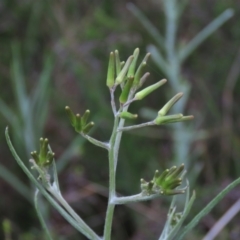 Senecio quadridentatus (Cotton Fireweed) at Monash Grassland - 3 Nov 2021 by AndyRoo