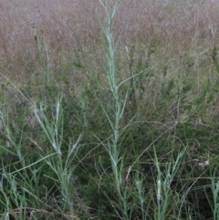 Senecio quadridentatus at Monash, ACT - 3 Nov 2021