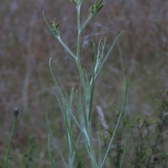 Senecio quadridentatus at Monash, ACT - 3 Nov 2021