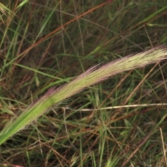 Dichelachne sp. (Plume Grasses) at Monash Grassland - 8 Dec 2021 by AndyRoo