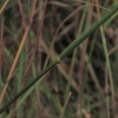 Dichelachne sp. at Monash, ACT - 8 Dec 2021