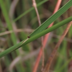 Dichelachne sp. at Monash, ACT - 8 Dec 2021 06:32 PM