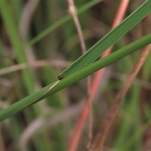 Dichelachne sp. at Monash, ACT - 8 Dec 2021 06:32 PM