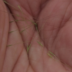 Dichelachne sp. at Monash, ACT - 8 Dec 2021