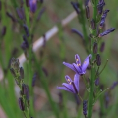 Caesia calliantha (Blue Grass-lily) at Tuggeranong Creek to Monash Grassland - 8 Dec 2021 by AndyRoo