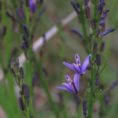 Caesia calliantha (Blue Grass-lily) at Tuggeranong Creek to Monash Grassland - 8 Dec 2021 by AndyRoo